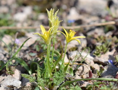 Gagea granatellii