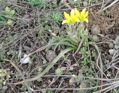 Gagea granatellii