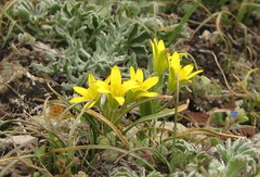 Gagea granatellii