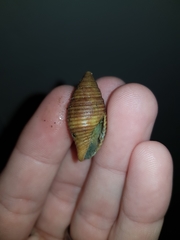 Mitridae