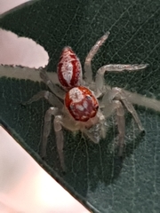 Cytaea alburna