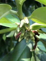 Diospyros blancoi