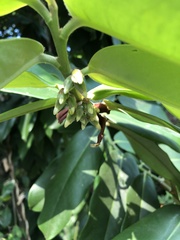 Diospyros blancoi