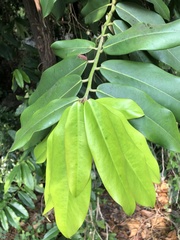Diospyros blancoi