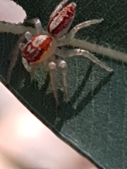 Cytaea alburna