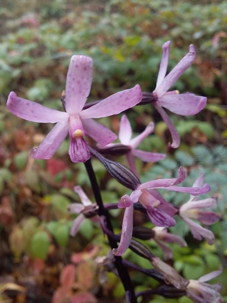 Dipodium roseum