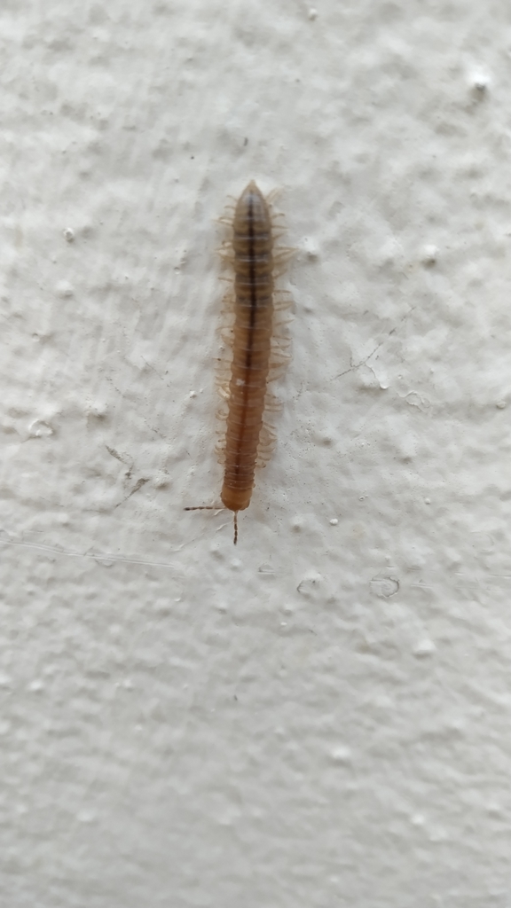 Oranmorpha guerinii