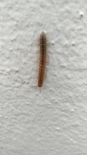 Oranmorpha guerinii