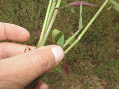 Dactyloctenium giganteum