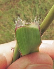 Dactyloctenium giganteum