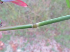 Dactyloctenium giganteum