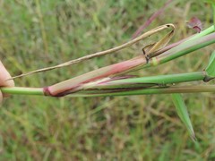 Dactyloctenium giganteum