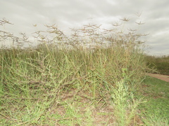 Dactyloctenium giganteum