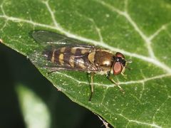 Parasyrphus punctulatus