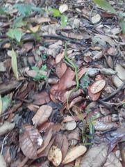 Philothamnus semivariegatus