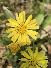 Ixeris chinensis