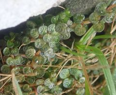 Epilobium komarovianum