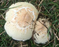 Agaricus crocodilinus