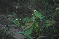 Sagittaria montevidensis
