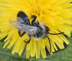 Andrena cineraria
