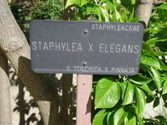 Staphylea elegans