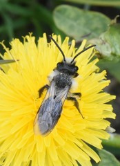 Andrena cineraria