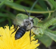 Andrena cineraria