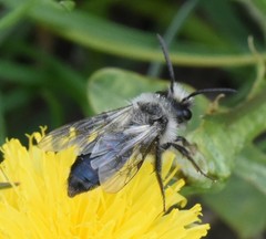 Andrena cineraria