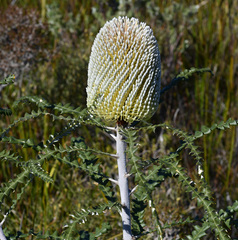 Banksia speciosa