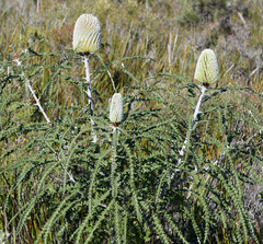 Banksia speciosa