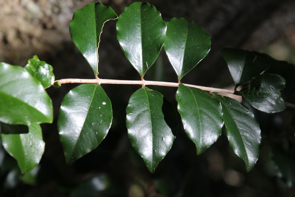 Hard pear (Knysna Paradise - Nic Kruger) · iNaturalist