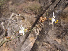 Chlorophytum crispum