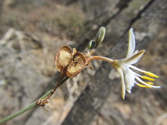 Chlorophytum crispum