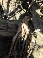 Chlorophytum crispum