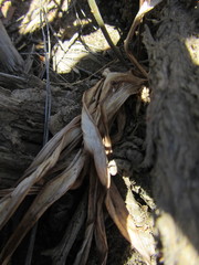 Chlorophytum crispum