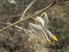 Chlorophytum crispum