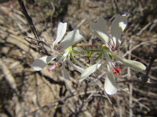 Image of Pelargonium karooicum by (c) douglaseustonbrown, some rights reserved (CC BY-SA)