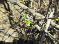 Pelargonium karooicum