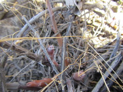 Pelargonium karooicum