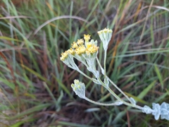 Senecio pauciflosculosus
