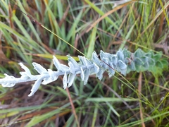 Senecio pauciflosculosus