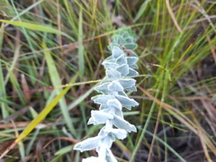 Senecio pauciflosculosus