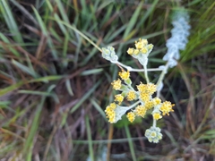Senecio pauciflosculosus