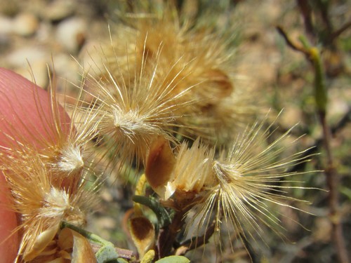 Image of Pteronia succulenta by (c) douglaseustonbrown, some rights reserved (CC BY-SA)