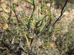 Pteronia succulenta