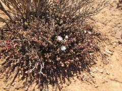 Trichodiadema attonsum