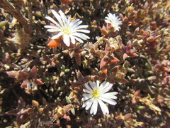 Trichodiadema attonsum