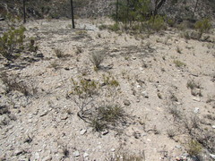 Pteronia flexicaulis