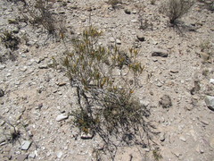 Pteronia flexicaulis