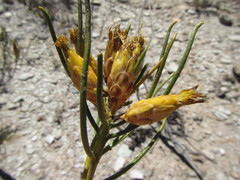 Pteronia flexicaulis